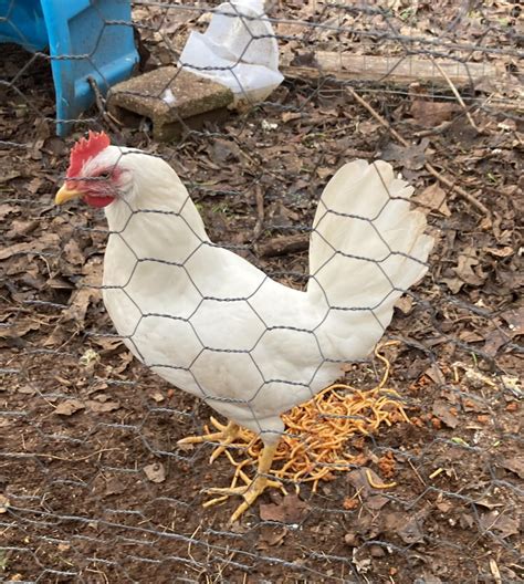 what is this chicken? : r/chickens