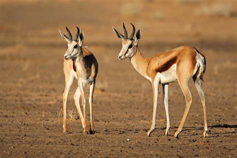 South African Antelope Species