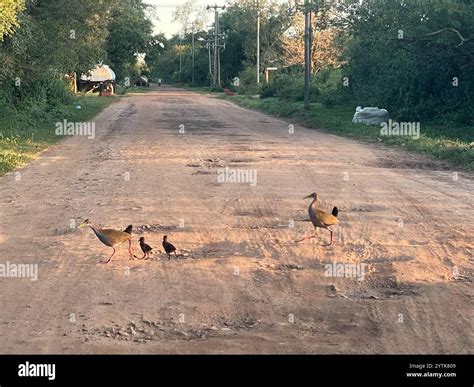 Giant Wood-Rail (Aramides ypecaha Stock Photo - Alamy