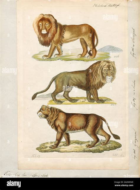 Male lions mane is the most recognisable feature hi-res stock ...