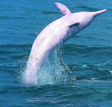 【中国科学报】海南中华白海豚有独特“方言”----中国科学院
