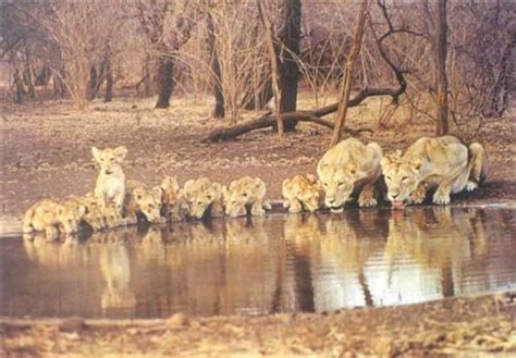 Gir Forests of Junagadh, Asiatic Lions in Gir Forests in Junagadh
