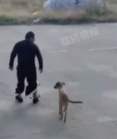 狗狗模仿男子一瘸一拐走路 侮辱性太强了太狗了吧_新闻频道_中华网