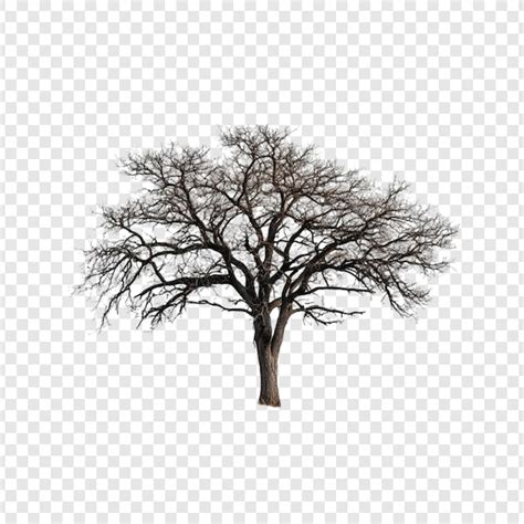 Baum png Bilder - Kostenloser Download auf Freepik