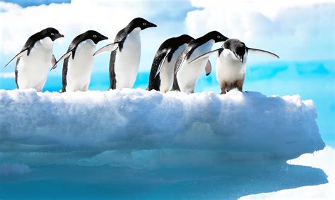 Adélie penguins migrate thousands of miles each year on sea ice - Earth.com