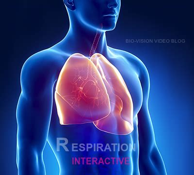 RESPIRATORY SYSTEM INTERACTIVE - BIOLOGY UNIT 4 - STANDARD 9