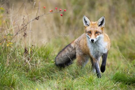 Red Fox 2025: Incredible Facts, Habitat, Diet & More