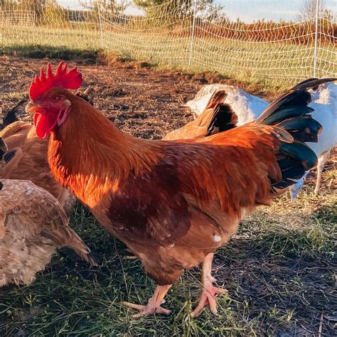 20 Best Hybrid Chicken Breeds for Higher Yield (With Pictures)