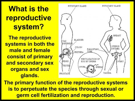 Image result for Reproductive System Grade 10