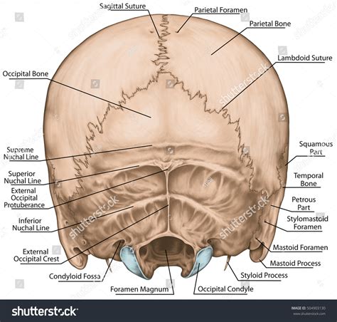 Bones Cranium Skull Anatomical Construction Bones Stock Illustration ...