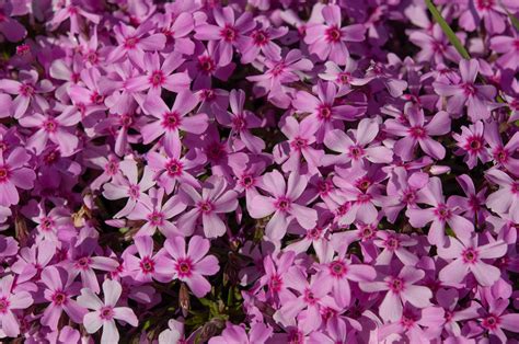 Phlox Ground Cover