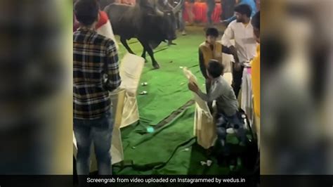 शादी में घुस आए सांड़ ने मचाया ऐसा तहलका याद आ गई नानी, खाने की प्लेट ...