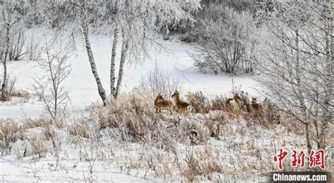 上万只蒙古野生黄羊结伴跨越中蒙边境，觅食阿尔山 | 极目新闻