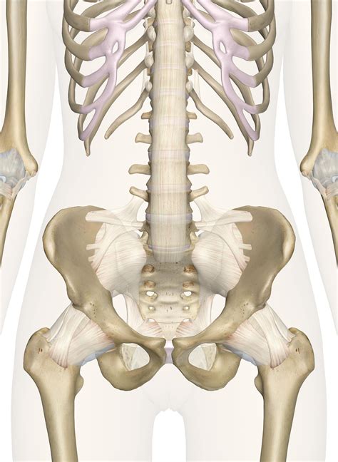 Female Lower Back Anatomy