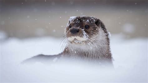 These Adorable Otters Get Into Some Snow Day Shenanigans - A-Z Animals