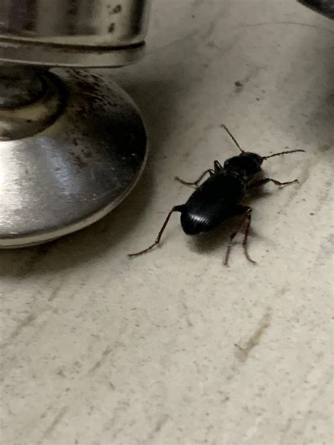 These beetles really like my Spanish classroom. Maybe a couple ...