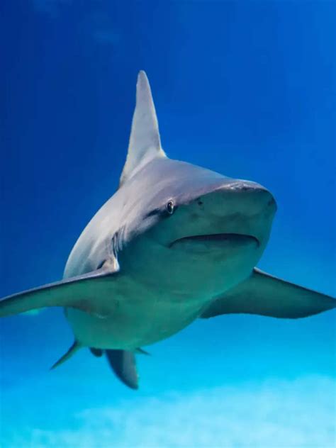 Says a study | EconomicTimes