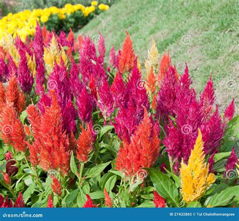 Plumed cockscomb flowers stock image. Image of love, petals - 27432865