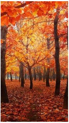 Iphone Cozy Autumn Wallpapers by Iphone Orange Fall Nature Autumn Warm Seasons Cozy Leaves Iphone Cozy Autumn Wallpapers