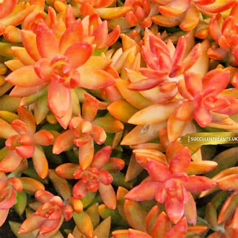 Sedum Nussbaumerianum – Succulent Leaf Cutting. – Succulent Plants UK