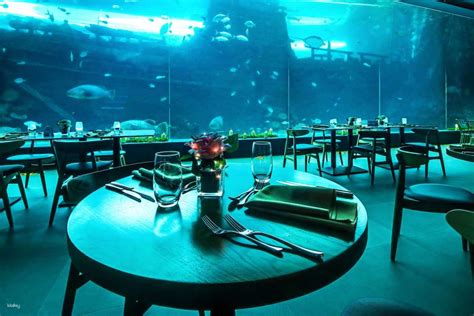 Aqua Dining at Cebu Ocean Park: A Magical Dining Experience Under the ...