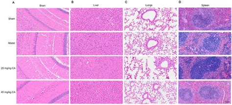 Mechanism Actions of Coniferyl Alcohol in Improving Cardiac Dysfunction ...