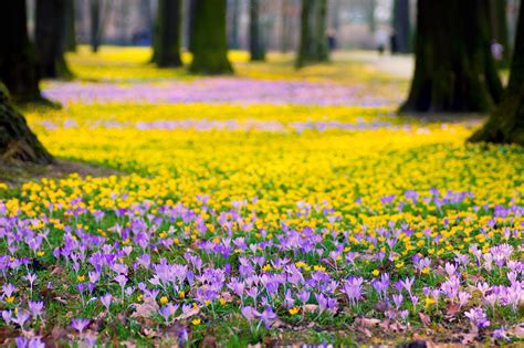 20 Perfect purple spring desktop wallpaper You Can Use It Without A ...