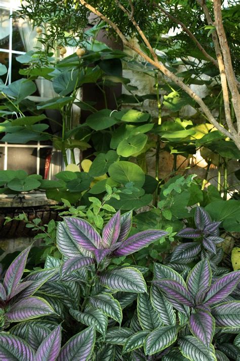 root beer plant Archives | Diana's Designs Austin