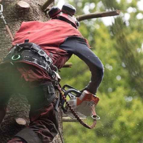 Image result for Telehandler Tree Care