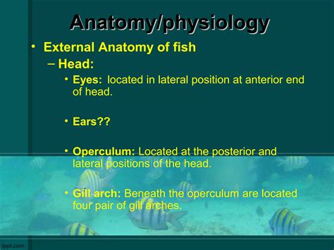 Fish anatomy and physilogy | PPT