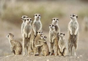 博茨瓦纳卡拉哈里沙漠中的狐獴 (© Aluma Images/Getty Images) @20190724 | NiceBing 必应美图 ...