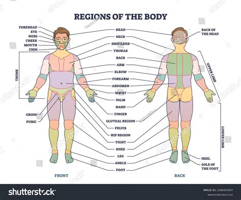 Body Regions Quiz