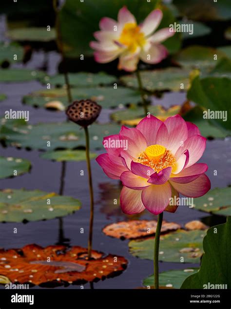 Lotus Plant Underwater