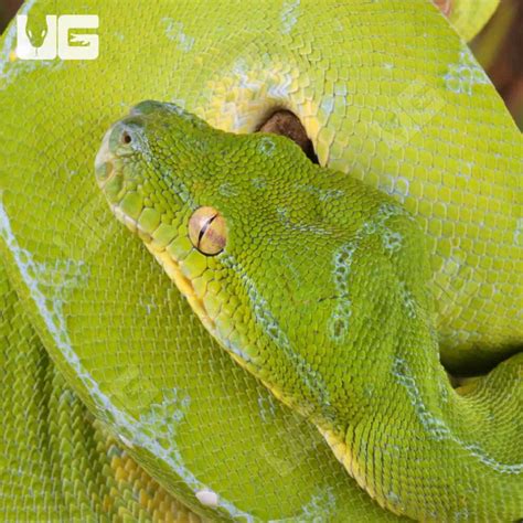 Image result for Manokwari Green Tree Python