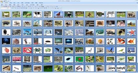 500种动物图片大全 各种动物图片大全集100种(3)_配图网