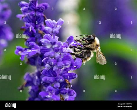 A large bumblebee with its tongue out, ready to pollinate a lavender ...