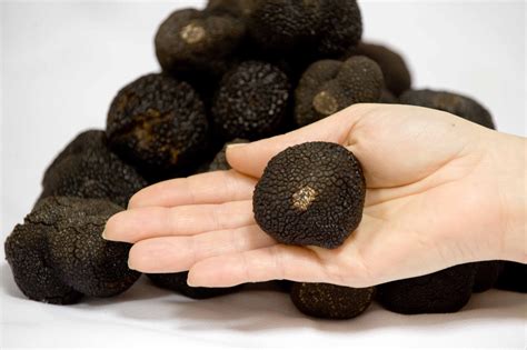 What is a Truffle? The black diamonds from Sarrion, Spanish capital of ...