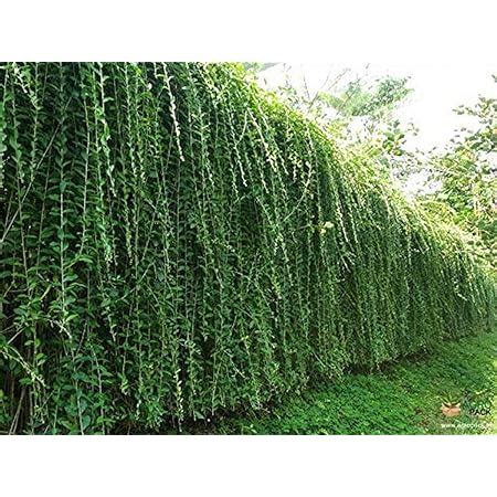 Creative Farmer Curtain Creeper, Vernonia Parda Bel Exotic Plant ...