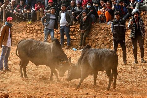 尼泊尔斗牛活动变成“牛追人” 场面一度混乱-搜狐大视野-搜狐新闻