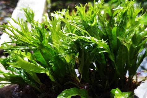 Image result for Brown Java Fern