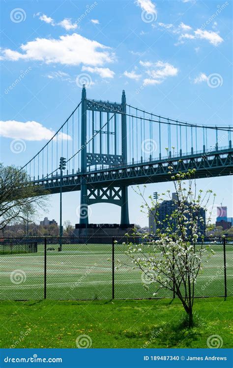 White Flowering Tree in Front of the Triborough Bridge at Randalls and ...
