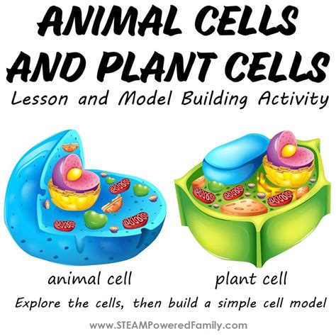 Easy Build a Cell Model and Lesson Activities for Students