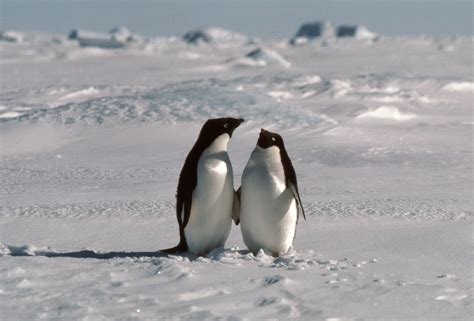 What Animals Are In A Penguins Habitat at Deloris Colvin blog
