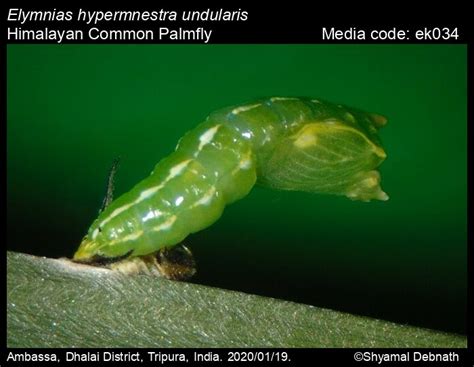 Elymnias hypermnestra | Butterfly
