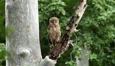 25 Best Wildlife Sanctuaries In India For Your Next 2025 Safari!