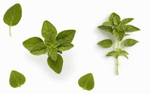 CEZIUS High Germination Organic Oregano Herb Plant Seed Price in India ...