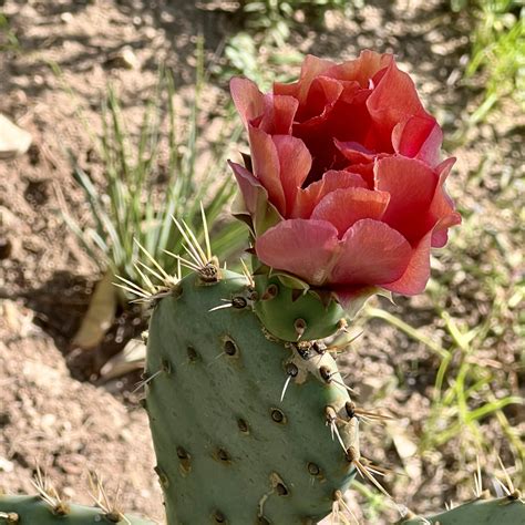 Coast Prickly Pear | LA Native Plant Source
