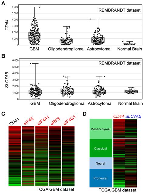 In Vitro Studies to Define the Cell-Surface and Intracellular Targets ...