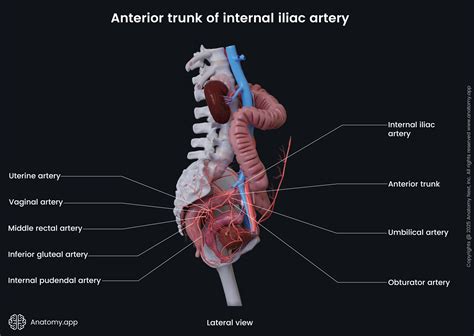 Hypogastric Artery Anatomy
