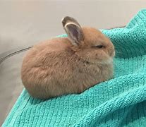 Image result for Newborn Cute Baby Bunnies